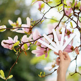 Magnolia Orange Blossom