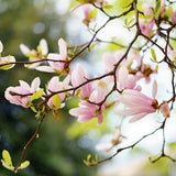 Magnolia Orange Blossom 100 ml for ScentNote