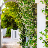 Mediterranean Trellis 480 ml for ScentBard