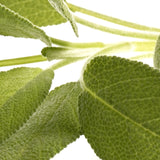 Sage & Citrus 850 ml for ScentBeat