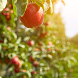 Apple Orchard 1000 ml for ScentFit 1000 and ScentStyler 1000