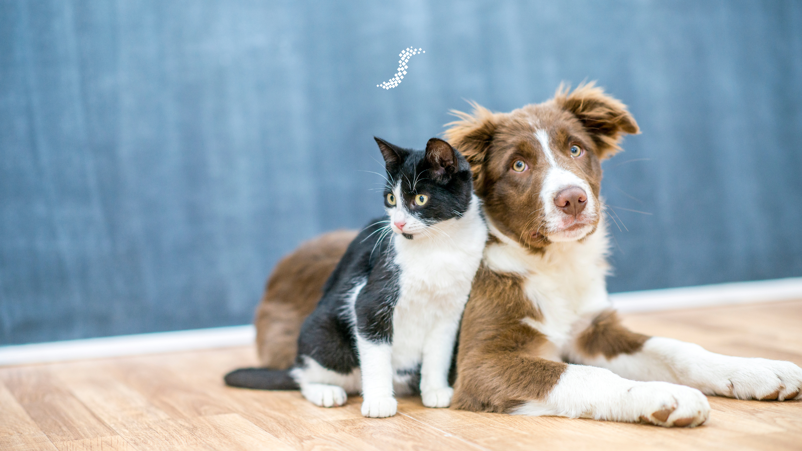 Are Scent Diffusers Safe for Pets?