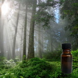 Alpine Forest