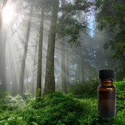 Alpine Forest