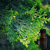 Balsam & Cedar 10 ml for ScentSolo
