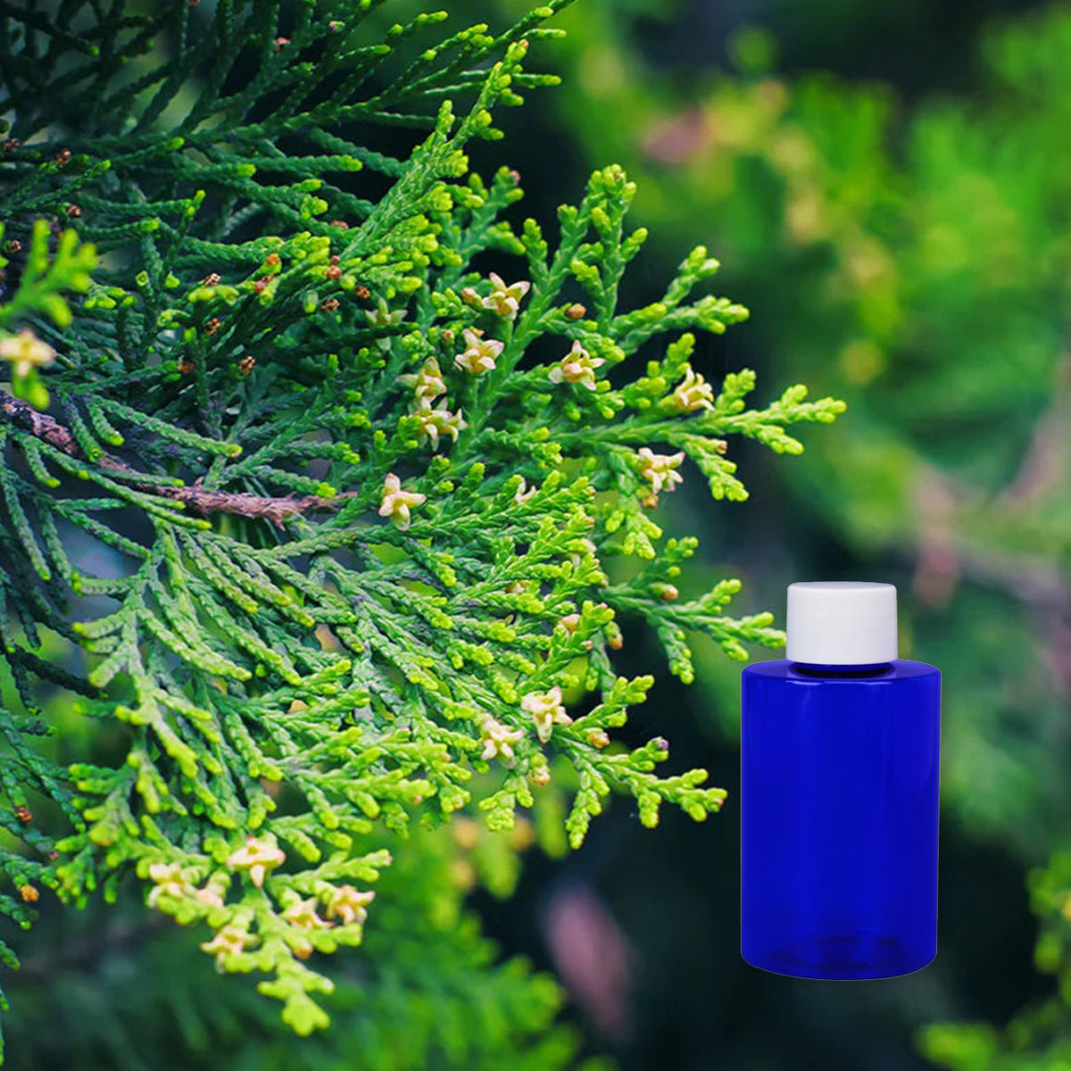 Balsam & Cedar