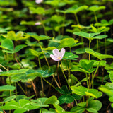 Clover Garden 10 ml for ScentSolo