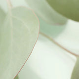 Eucalyptus 10 ml for ScentSolo