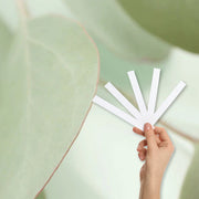 Eucalyptus