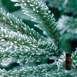 Evergreen Bark