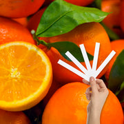 Florida Orange Grove