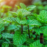 Garden Mint 10 ml for ScentSolo