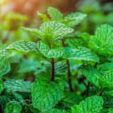 Garden Mint 10 ml for ScentSolo