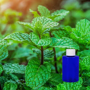Garden Mint