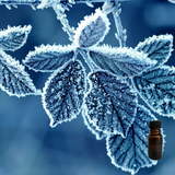 Jack Frost 10 ml for ScentSolo