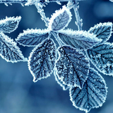 Jack Frost 10 ml for ScentSolo