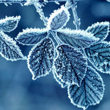 Jack Frost 100 ml for ScentNote