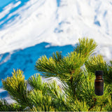 Mountain Lodge 10 ml for ScentSolo