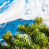 Mountain Lodge 10 ml for ScentSolo