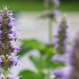 Pandemonium Patchouli 10 ml for ScentSolo