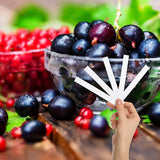 Red Currant