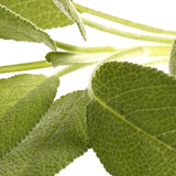 Sage & Citrus 10 ml for ScentSolo