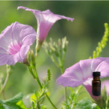 Spring Bloom 10 ml for ScentSolo
