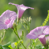 Spring Bloom 10 ml for ScentSolo