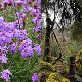 Verbena and Oakmoss 10 ml for ScentSolo