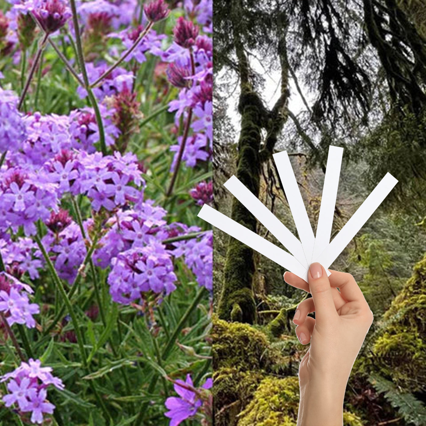 VEOA_Verbena_and_Oakmoss-STICK.jpg