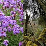 Verbena and Oakmoss 10 ml for ScentSolo