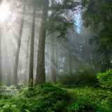 Scent Stick Sample: Alpine Forest - and get a $2 credit on your next order