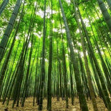 Scent Stick Sample: Bamboo Forest - and get a $2 credit on your next order