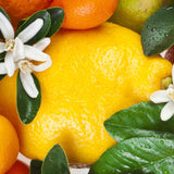 Citrus Blend 5000 ml for Self Refill and Scent Cast HVAC