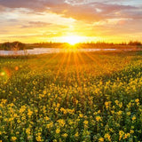 Pure Sunshine 120 ml for ScentFit