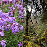 Scent Stick Sample: Verbena and Oak Moss  - and get a $2 credit on your next order