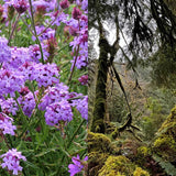 Verbena and Oakmoss 1000 ml for ScentFit 1000 and ScentStyler 1000