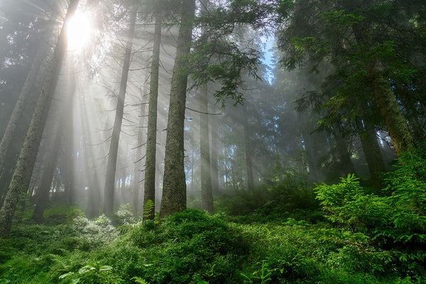 alpine_forest_ebe8084d-b0d8-