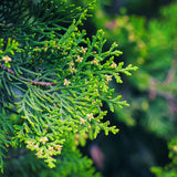 Balsam & Cedar 500 ml for ScentStyler