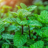 Garden Mint 120 ml for ScentFit