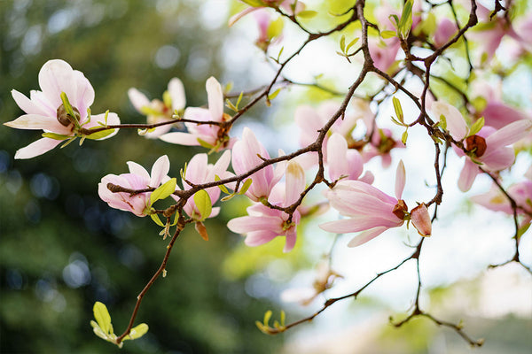magnolia_orange_1c713d3c-3f66-